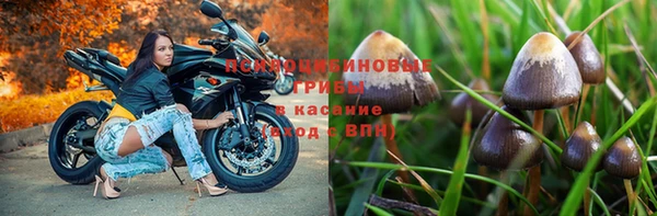 шишки Верея